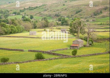 Heuwiesen in Blüte bei Muker in Swaledale Stockfoto
