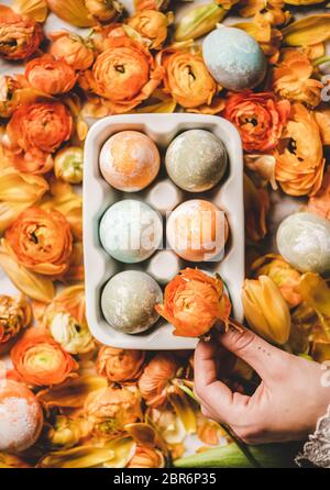 Flacher Womans-Einlage, die Ranunculus-Blüte über gefärbten Ostereiern in weißem Keramik-Eierhalter und blühenden Orangenblüten Hintergrund hält, Draufsicht Stockfoto