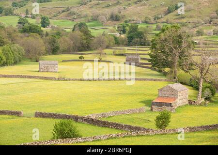 Heuwiesen in Blüte bei Muker in Swaledale Stockfoto