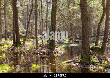 Frühling erle - Wald mit Wasser bog überschwemmten Bäume, Wald Bialowieza, Polen, Europa Stockfoto