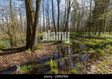 Frühling erle - Wald in der Sonne mit Hochwasser Moor, Wald Bialowieza, Polen, Europa Stockfoto