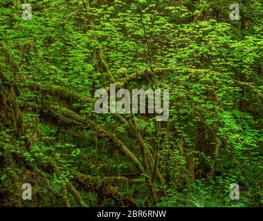 Vine Maple, Sol Duc Trail, Olympic National Park, Washington Stockfoto