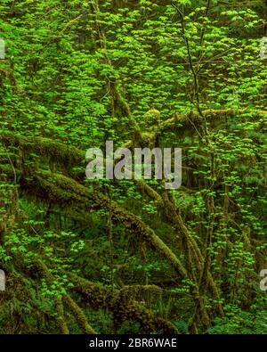 Vine Maple, Sol Duc Trail, Olympic National Park, Washington Stockfoto