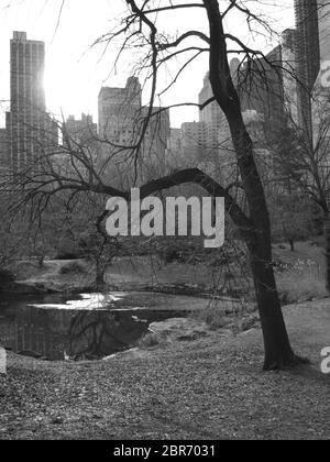 New York City Central Park im Herbst. Blattlose Eichen umgeben den Teich in seiner Silhouette. Stockfoto