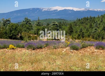 Lavendel Feld in der Nähe von Salz und Mont Ventoux im Hintergrund. Provence, Frankreich Stockfoto