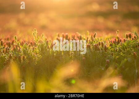 Kleeblatt im goldenen Sonnenuntergang Licht. Schöne ruhige Szene. Lebendige Natur Stockfoto