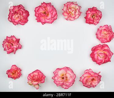 Blühenden Knospen pink rose sind rechteckig auf weißem Hintergrund gelegt, Ansicht von oben, kopieren Raum Stockfoto