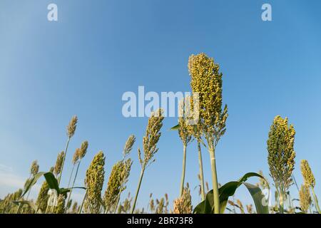 Close up Bereich der Sorghum oder Hirse ein wichtiges Getreide Stockfoto