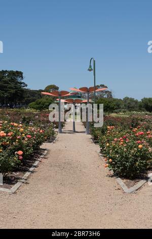 Mornington Botanical Rose Gardens, Mornington, Victoria, Australien Stockfoto