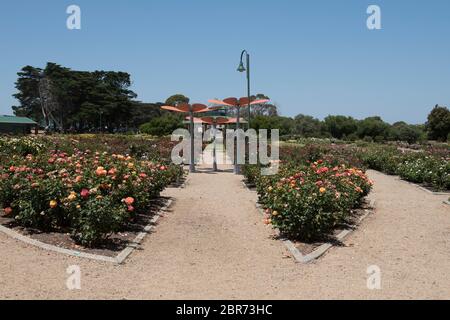 Mornington Botanical Rose Gardens, Mornington, Victoria, Australien Stockfoto