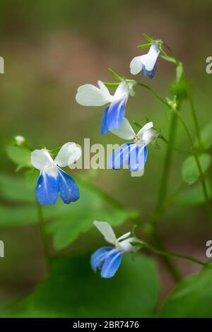 Nahaufnahme von mehreren blühenden Wildblumen mit blauen Augen vor einem verschwommenen grünen Hintergrund, aufgenommen im Chief Logan State Park in West Virginia Stockfoto