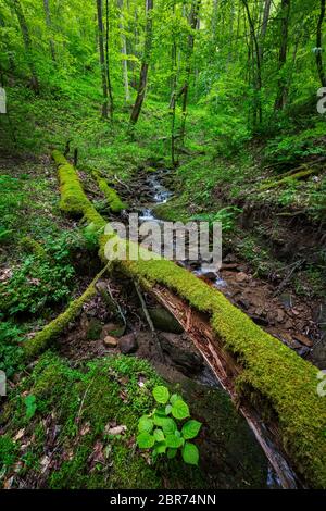 Ein neu ausgebreiteten Teppich von Grüns sind auf dem Waldboden in diesem Wasser abgefundenes im Chief Logan State Park von West Virginia angezeigt. Stockfoto