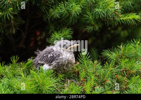 Ein junger Nördlicher Mockingbird-Jungvogel sitzt auf einer Kiefer. Stockfoto