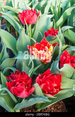 Gruppe von tulipa Abba vollständig geöffnet. Eine Schüssel geformte rote Tulpe mit manchmal gelben Markierungen eine doppelte frühe Gruppe von Tulpen Division 2 Stockfoto