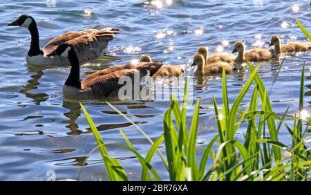 Bedford, Großbritannien. Mai 2020. Kanadagänse mit ihren Gänsen genießen die Sonne auf dem See im Priory Park, Bedford UK. 20. Mai 2020 Quelle: KEITH MAYHEW/Alamy Live News Stockfoto