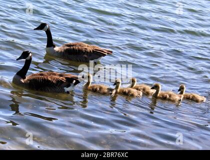 Bedford, Großbritannien. Mai 2020. Kanadagänse mit ihren Gänsen genießen die Sonne auf dem See im Priory Park, Bedford UK. 20. Mai 2020 Quelle: KEITH MAYHEW/Alamy Live News Stockfoto