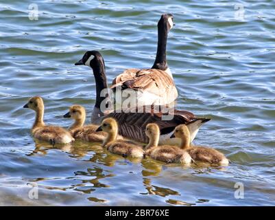 Bedford, Großbritannien. Mai 2020. Kanadagänse mit ihren Gänsen genießen die Sonne auf dem See im Priory Park, Bedford UK. 20. Mai 2020 Quelle: KEITH MAYHEW/Alamy Live News Stockfoto