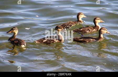 Bedford, Großbritannien. Mai 2020. Mallard Entenküken Genießen Sie die Sonne auf dem See im Priory Park, Bedford UK. 20. Mai 2020 Quelle: KEITH MAYHEW/Alamy Live News Stockfoto