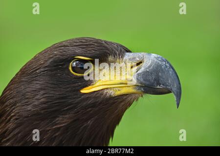 Close up Profil Porträt einer Steinadler (Aquila Chrysaetos) an der Kamera über grünen Hintergrund suchen, Low Angle Seitenansicht Stockfoto