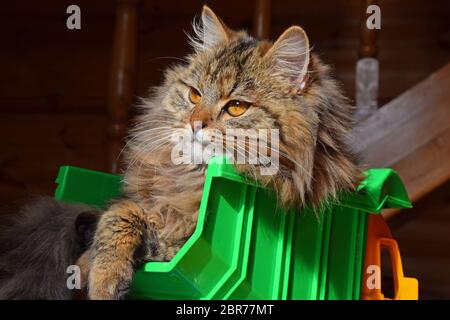 Nahaufnahme Seite Profil Porträt eines braunen Hauskatze in Spielzeug-LKW saßen und an der Kamera, Low Angle View Stockfoto
