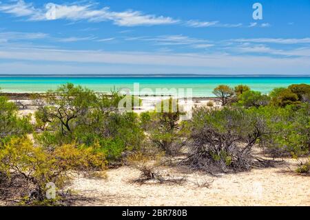 Sträucher am Hamelin Pool Marine Nature Reserve - Denham, WA, Australien Stockfoto