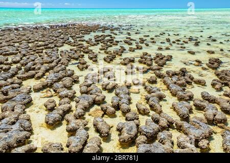 Stromatolithen sind rock Strukturen durch Bakterien im flachen Wasser - Hamelin Pool, Denham, WA, Australien gebildet Stockfoto