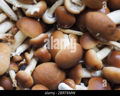 Cyclocybe aegerita (aka Poplar mushroom, kastanie Pilz oder Samt pioppini) Pilze essen Stockfoto