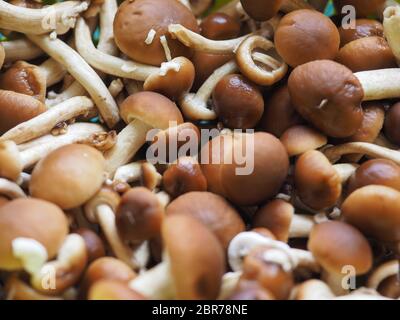 Cyclocybe aegerita (aka Poplar mushroom, kastanie Pilz oder Samt pioppini) Pilze essen Stockfoto