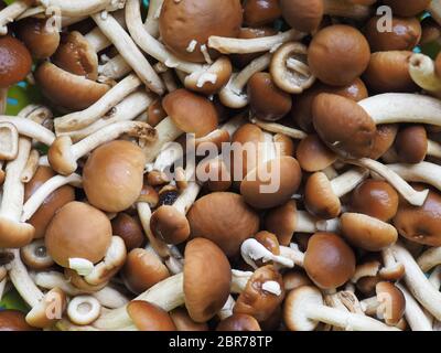 Cyclocybe aegerita (aka Poplar mushroom, kastanie Pilz oder Samt pioppini) Pilze essen Stockfoto