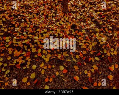 Bunte und helle Hintergrund gemacht von gefallenen Herbst Blätter Stockfoto