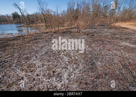 Asche nach kontrolliertem Prairie Burn im Spring Valley Nature Center in Schaumburg, Illinois Stockfoto