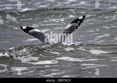 Die Rotschnabelmöwe ist die häufigste Möwe an der Küste Neuseelands. Stockfoto