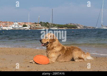 Golden Retriever Frisbee spielen mit Hunden freundlich Strand in der Nähe von Palau, Sardinien, Italien. Stockfoto