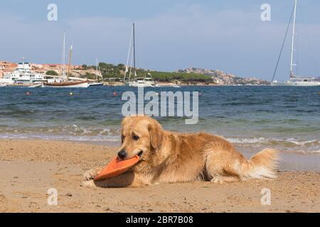 Golden Retriever Frisbee spielen mit Hunden freundlich Strand in der Nähe von Palau, Sardinien, Italien. Stockfoto