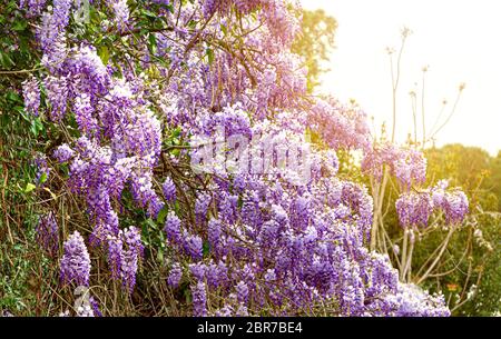 Wisteria Blüte im Frühjahr. Ökologie und Umwelt Konzept. Blumen und Pflanzen Stockfoto