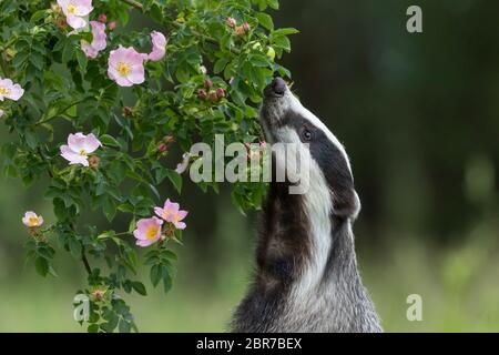 Europäischen Dachs steht auf seinen Hinterbeinen und Schnüffeln eine wilde Rose Blume Stockfoto