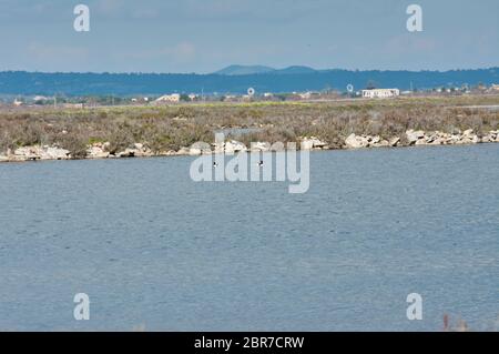 Naturpark S'Albufera Lagune, Mallorca Stockfoto