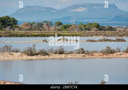 Naturpark S'Albufera Lagune, Mallorca Stockfoto