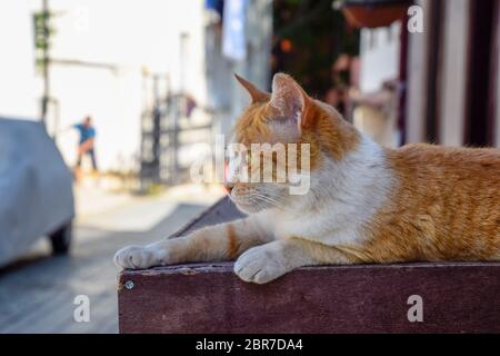 Rote Katze auf der Kiste liegend. Rote Katze Porträt in der Nähe. Stockfoto