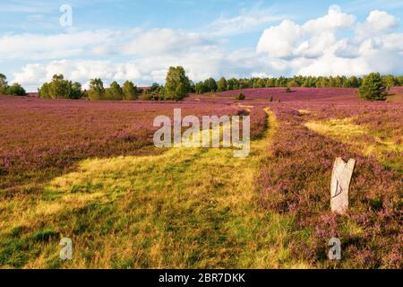 Heide blüht im Naturpark (Naturschutzgebiet) Heide, Norddeutschland. Heideblüte im Naturpark (Naturschutzgebiet) Lülebburger Heide, NOR Stockfoto