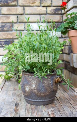 Schöner Platz im Garten im mediterranen Stil, Topf mit Lavendel auf dem Tisch Stockfoto