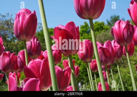 Tulpen (Familie Lilie, Liliaceae) Field, Frankfurt/M, Deutschland Stockfoto