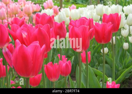 Tulpen (Familie Lilie, Liliaceae) Field, Frankfurt/M, Deutschland Stockfoto