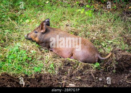 Braune Schwein liegend auf grünem Gras. Tamworth Schweine sind ein Erbe Rasse mit Ursprung in Irland. Als Irische grazers oder Grizzly Schweine bekannt Stockfoto