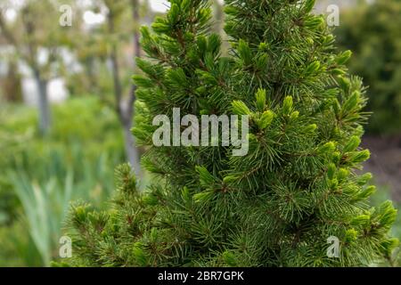 Nahaufnahme von Tannenzweigen mit jungen Knospen. Stockfoto