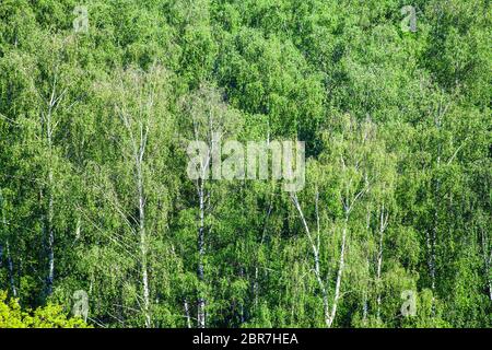 Oben Ansicht von Birch Grove im grünen Wald von Sun im Sommer Tag beleuchtet Stockfoto