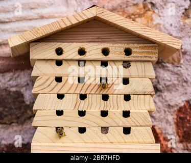 Nahaufnahme des hölzernen Insektenbienenhotels mit Maurerbienen, Osmia, das Loch mit Eiern füllt, Schottland, Großbritannien Stockfoto