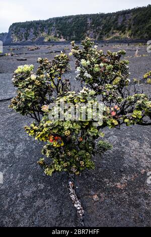 Ein ʻōhiʻa lehu Baum auf dem Kraterboden des Kilauea Iki Kraters April, 2017, Hawai'i Volcanoes National Park, Hawaii, USA. Stockfoto