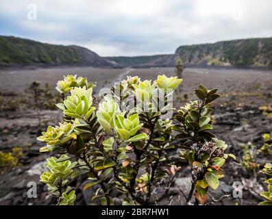 Ein ʻōhiʻa lehu Baum auf dem Kraterboden des Kilauea Iki Kraters mit Pu'U PUA'i (Gushing Hill) in der Ferne, April 2017, Hawai'i Volcanoes National Stockfoto