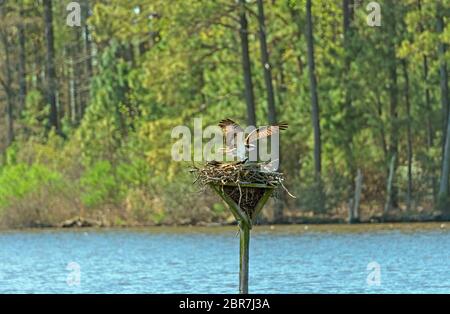 Osprey für eine Landung auf seinem Nest in der Blackwater National Wildlife Refuge in Maryland Stockfoto